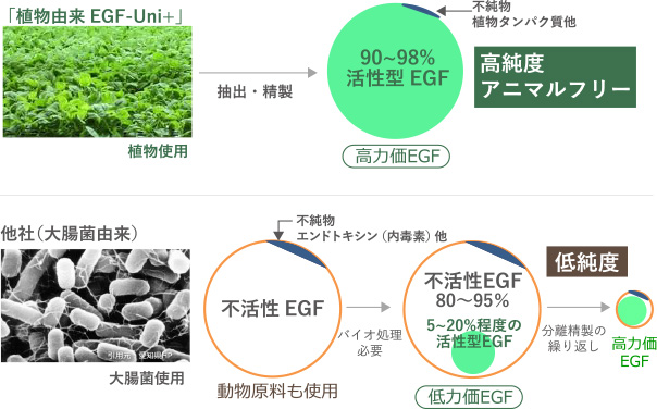 「植物由来EGF-Uni+」と従来製法(大腸菌由来)の比較